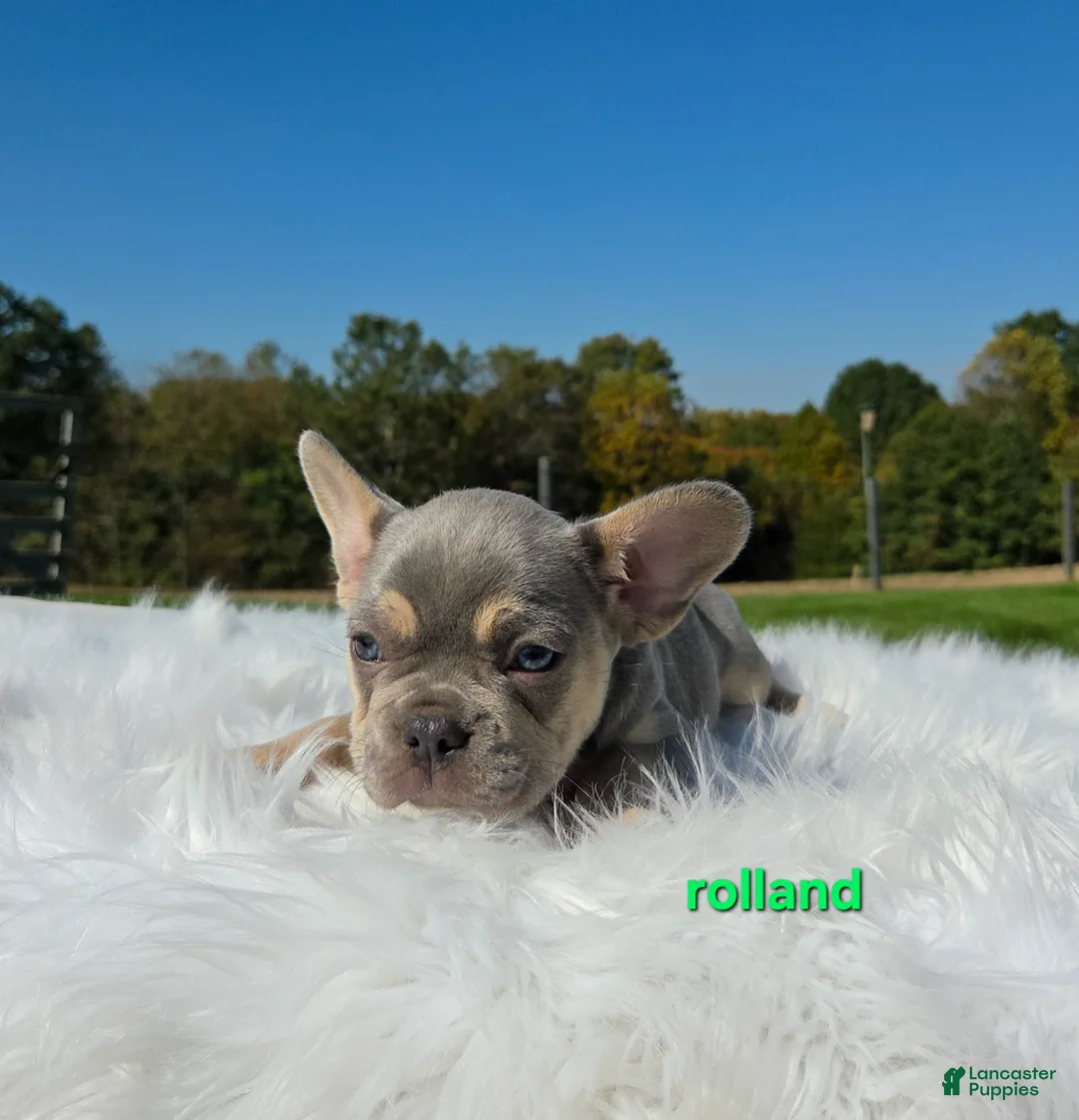 Mixed Breed dogs for sale: Rolland - Ad 2