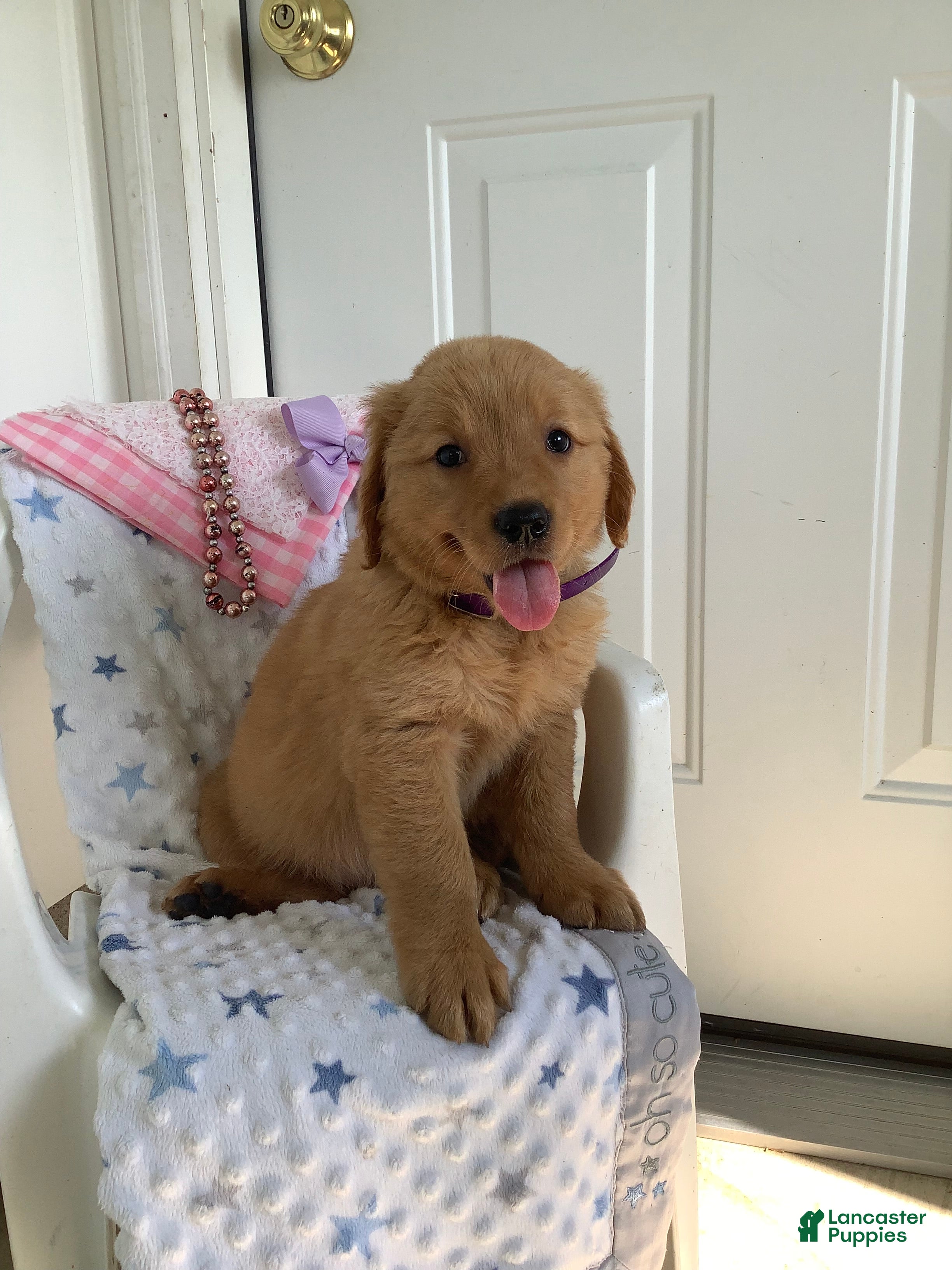 Golden Retriever dogs for sale: Golden Retriever 4 Sally - Ad 1