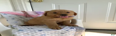 Golden Retriever 4 Sally
