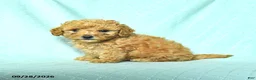 Toy Poodle dogs for sale: Rowen - Ad 3