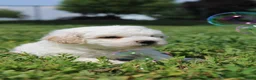 Bichpoo dogs for sale: Sable - Ad 6