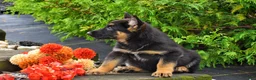 German Shepherd dogs for sale: Brianna - Ad 2
