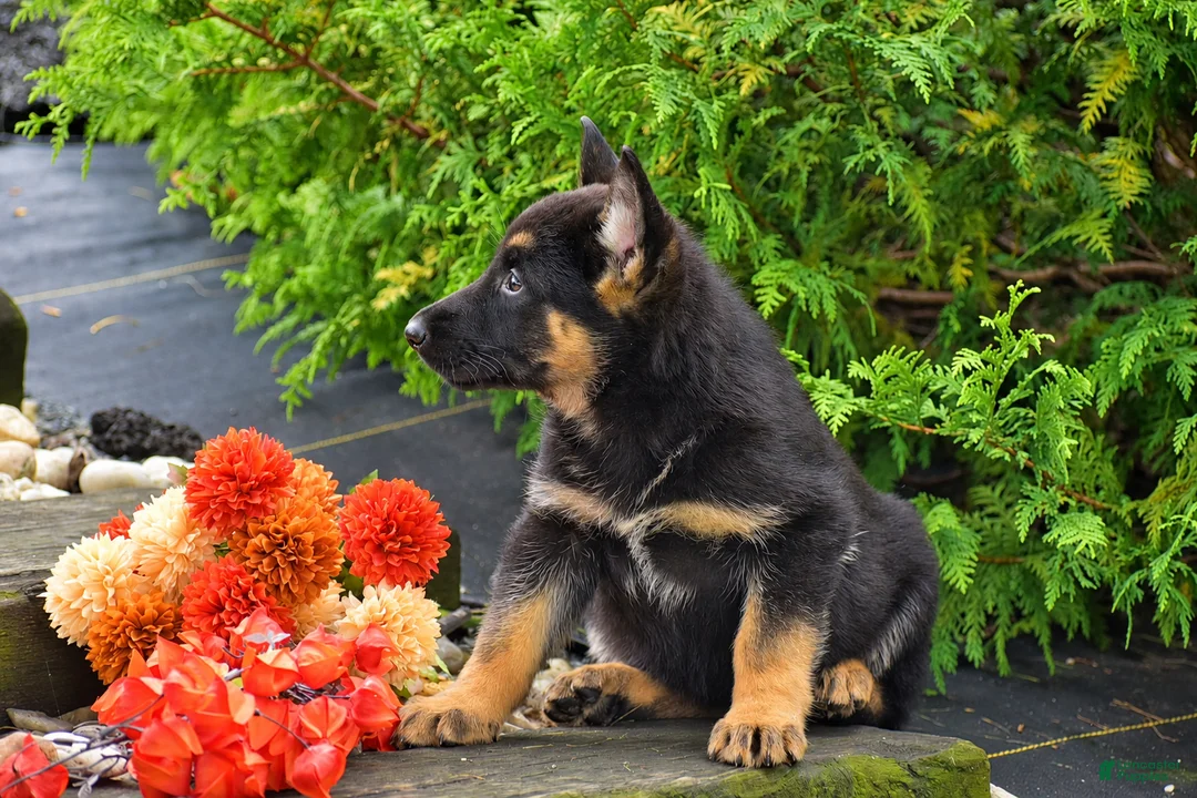 German Shepherd dogs for sale: Brianna - Ad 2