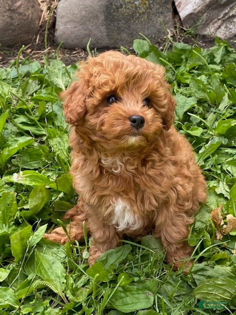 Cavapoo dogs Hector - Ad 1