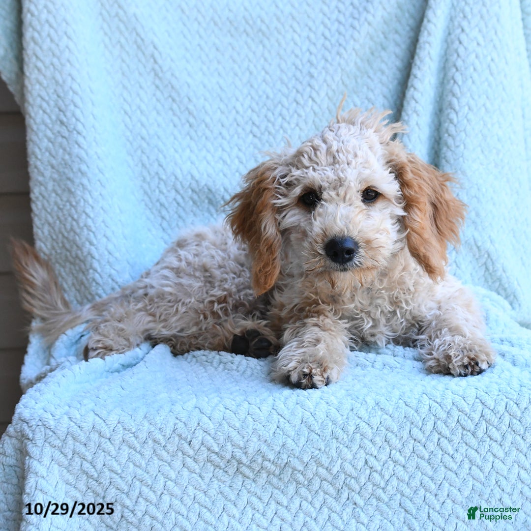 Cockapoo dogs for sale: Faith - Ad 4