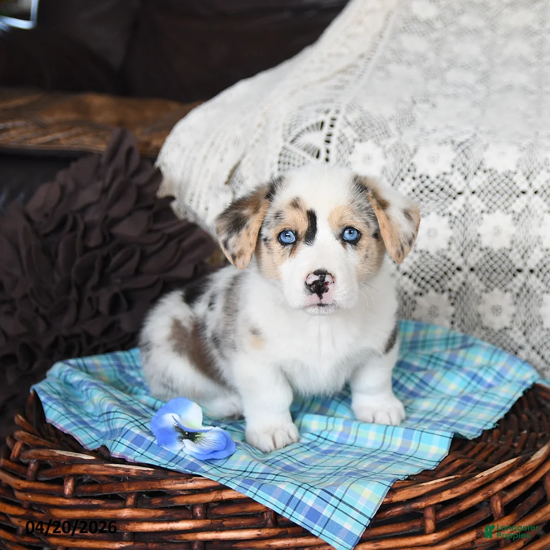 Welsh Corgi Pembroke dogs for sale: Clinton - Ad 5