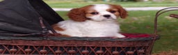 Cavalier King Charles Spaniel dogs for sale: Harley - Ad 3