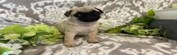Pug dogs for sale: Ranger - Ad 8