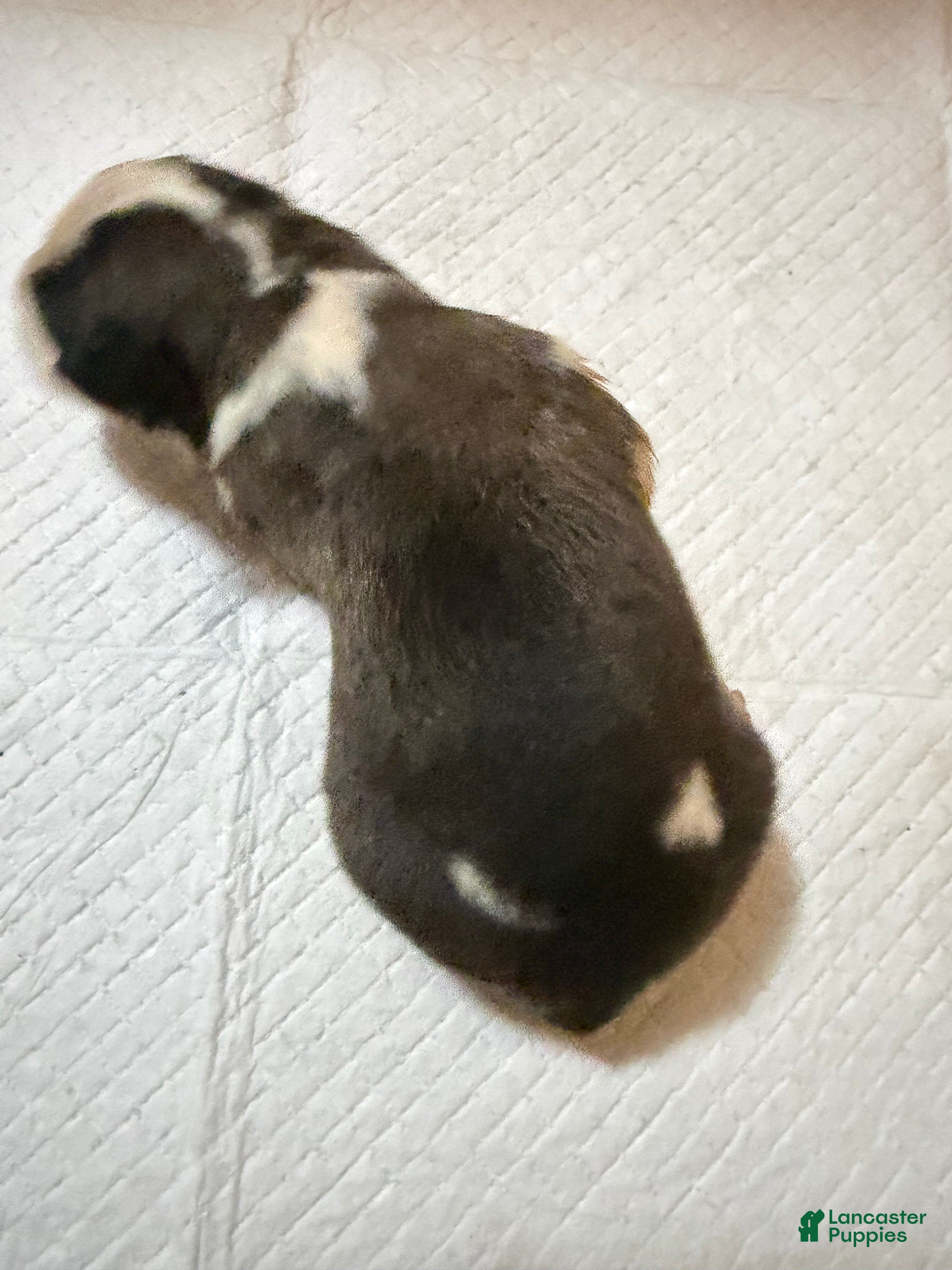Saint Bernard dogs Girl 4 - Ad 18