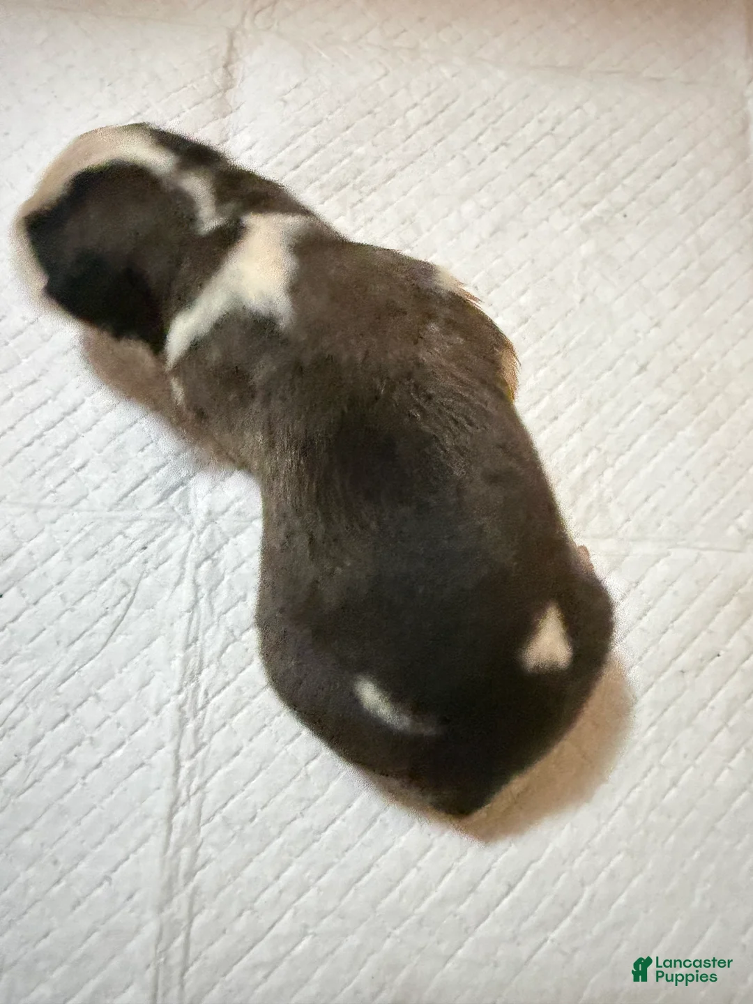 Saint Bernard dogs for sale: Girl 4 - Ad 1