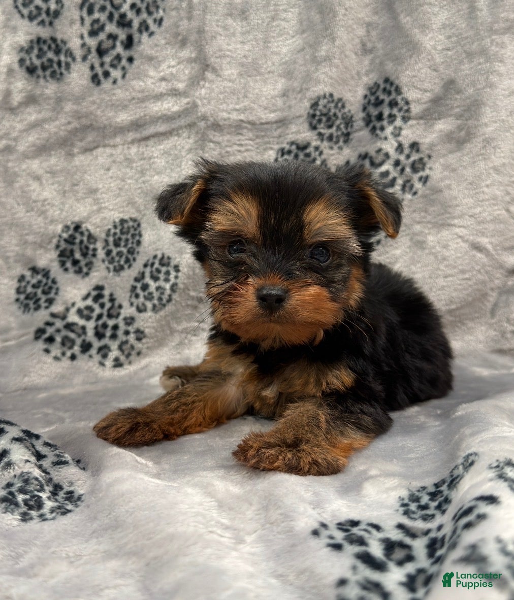 Yorkshire Terrier dogs Yorkshire Terrier 2 - Ad 2