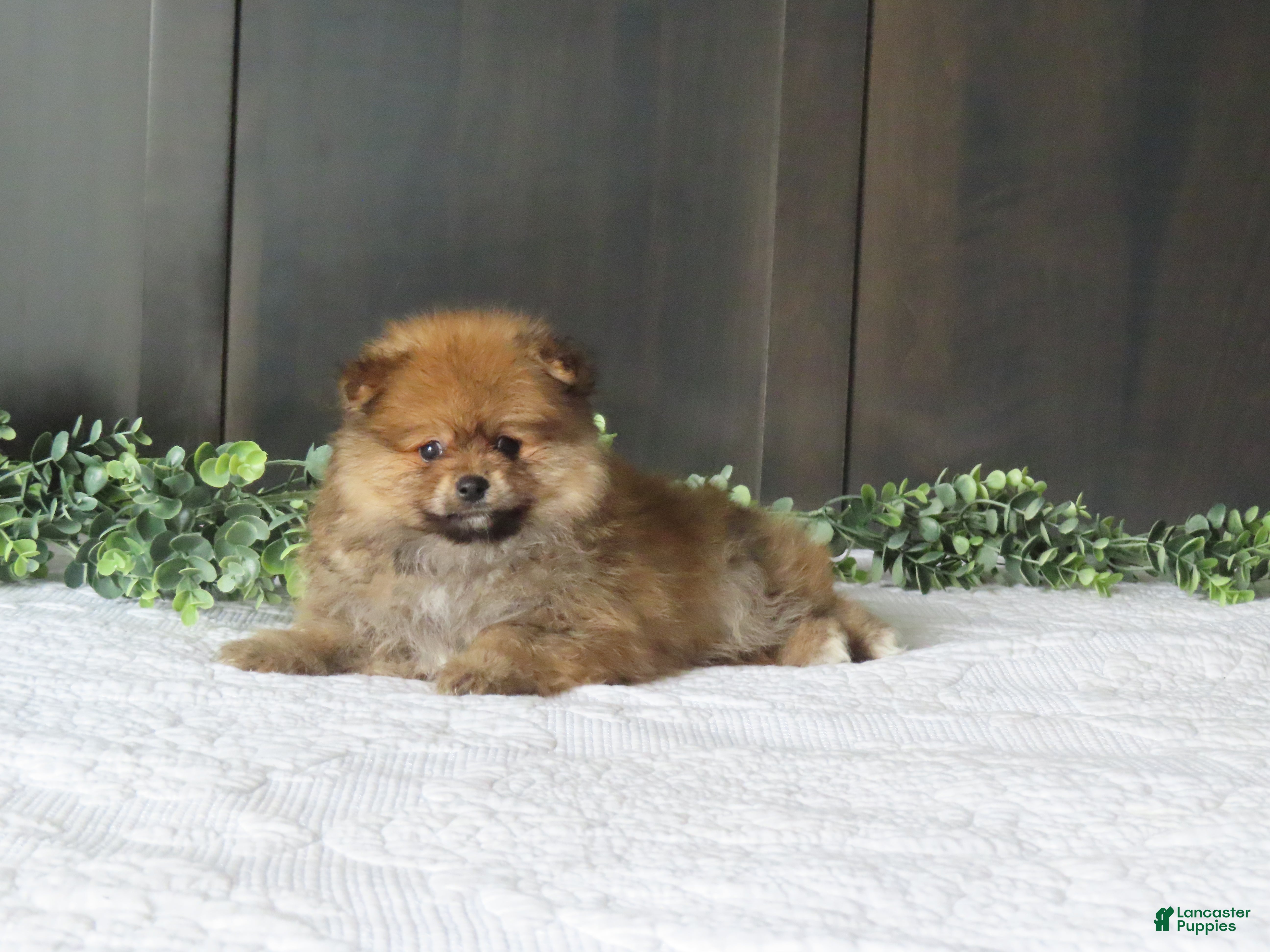 Pomeranian dogs for sale: BILLY - Ad 1