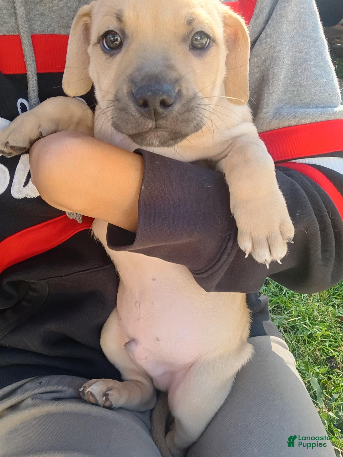 Mixed Breed dogs Blacknose Male 3 - Ad 14