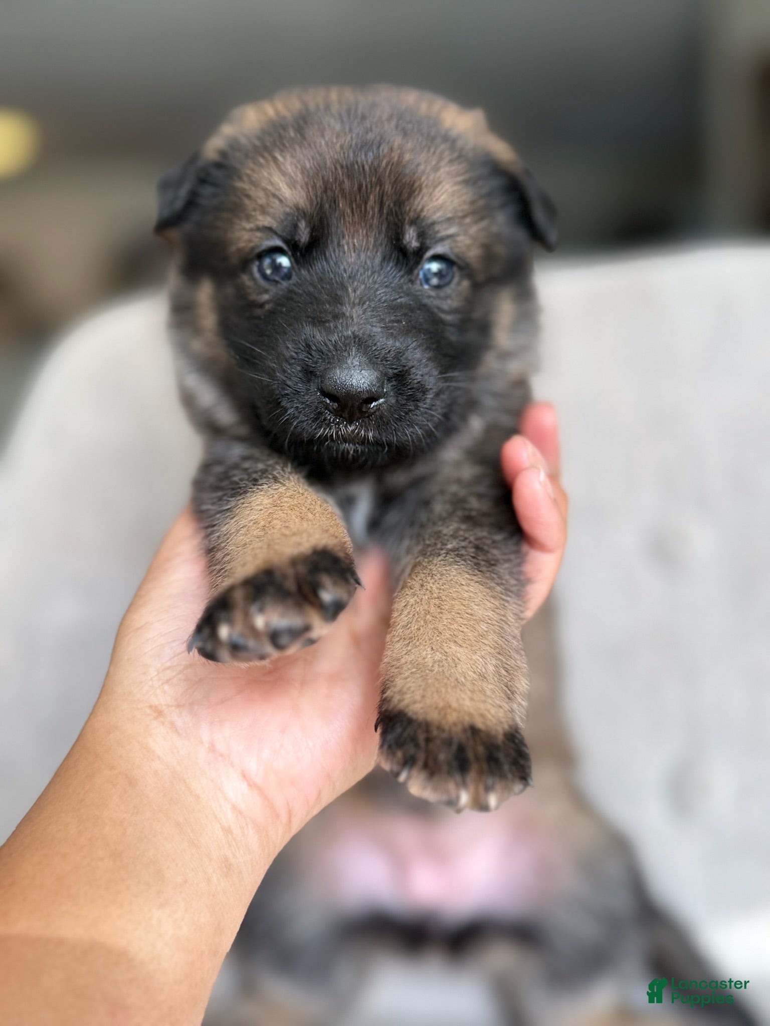 German Shepherd dogs German Shepherd Puppy Maple - Ad 10