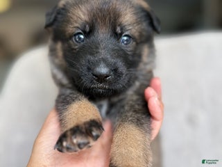 German Shepherd dogs German Shepherd Puppy Maple - Ad 13