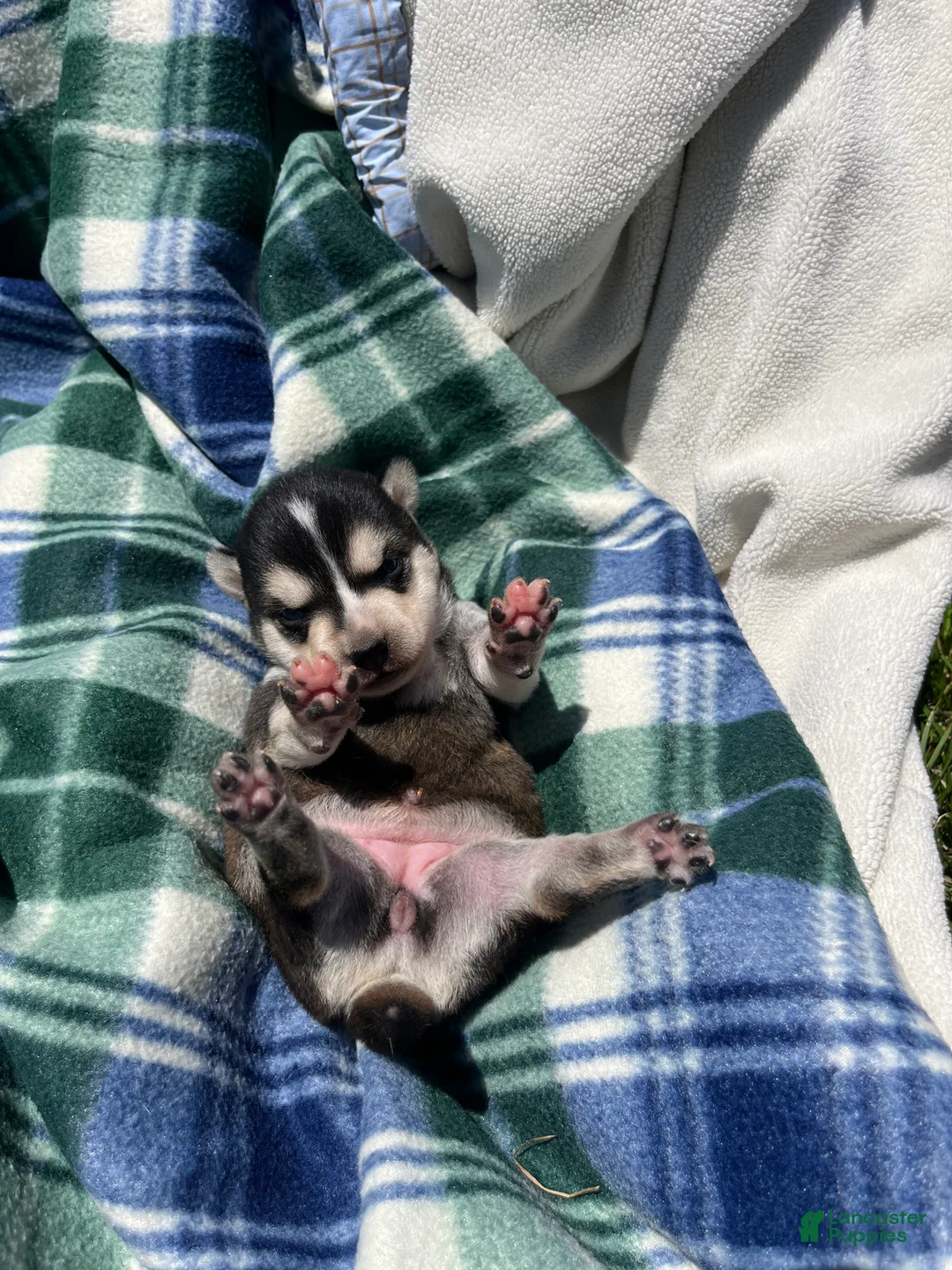 Alaskan Klee Kai dogs for sale: Luna🐾❤️ICA Registered❤️Call 610-273-9348 - Ad 2
