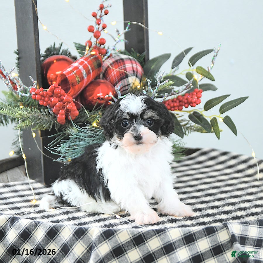 Havapoo dogs Elf EXTRA SMALL - Ad 1