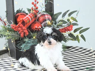 Havapoo dogs Elf EXTRA SMALL - Ad 4