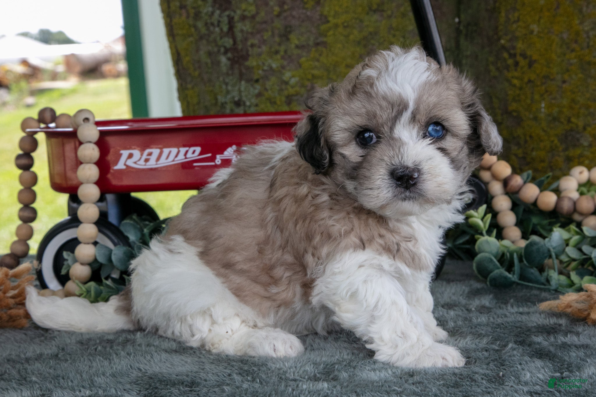 Shihpoo dogs for sale: Meena - Ad 3