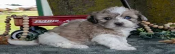 Shihpoo dogs for sale: Meena - Ad 1