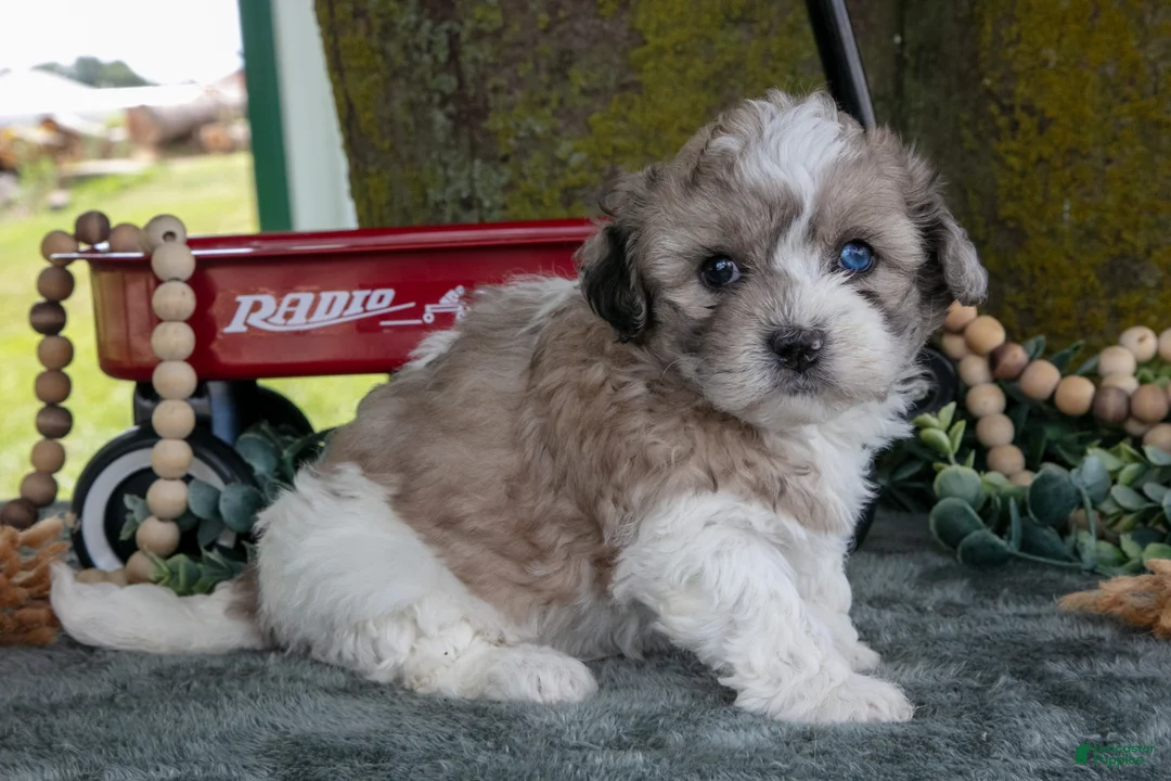 Shihpoo dogs for sale: Meena - Ad 1