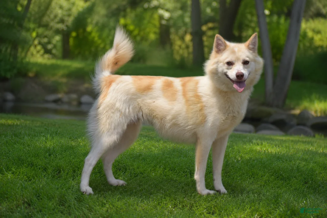 Pomsky dogs for sale: Cupcake - Ad 1