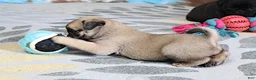 Pug dogs for sale: Sierra - Ad 3