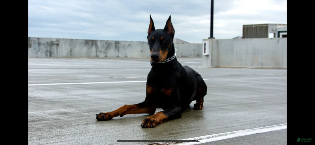 Gallery Image {{count}}