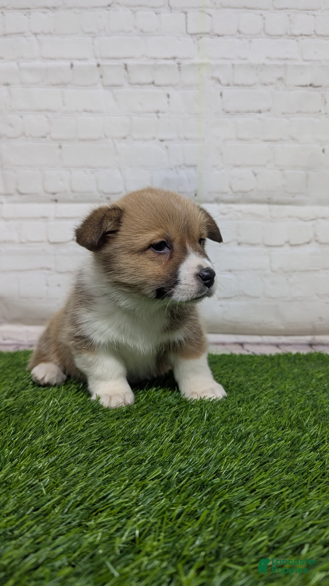 Welsh Corgi Pembroke dogs for sale: Molly - Ad 7