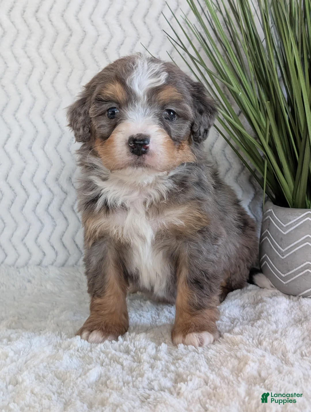 Mini Bernedoodle dogs for sale: Mini River  - Ad 12