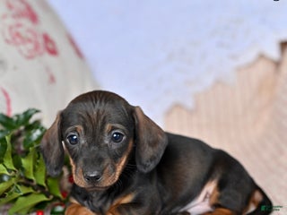 Miniature Dachshund dogs Hershey - Ad 36