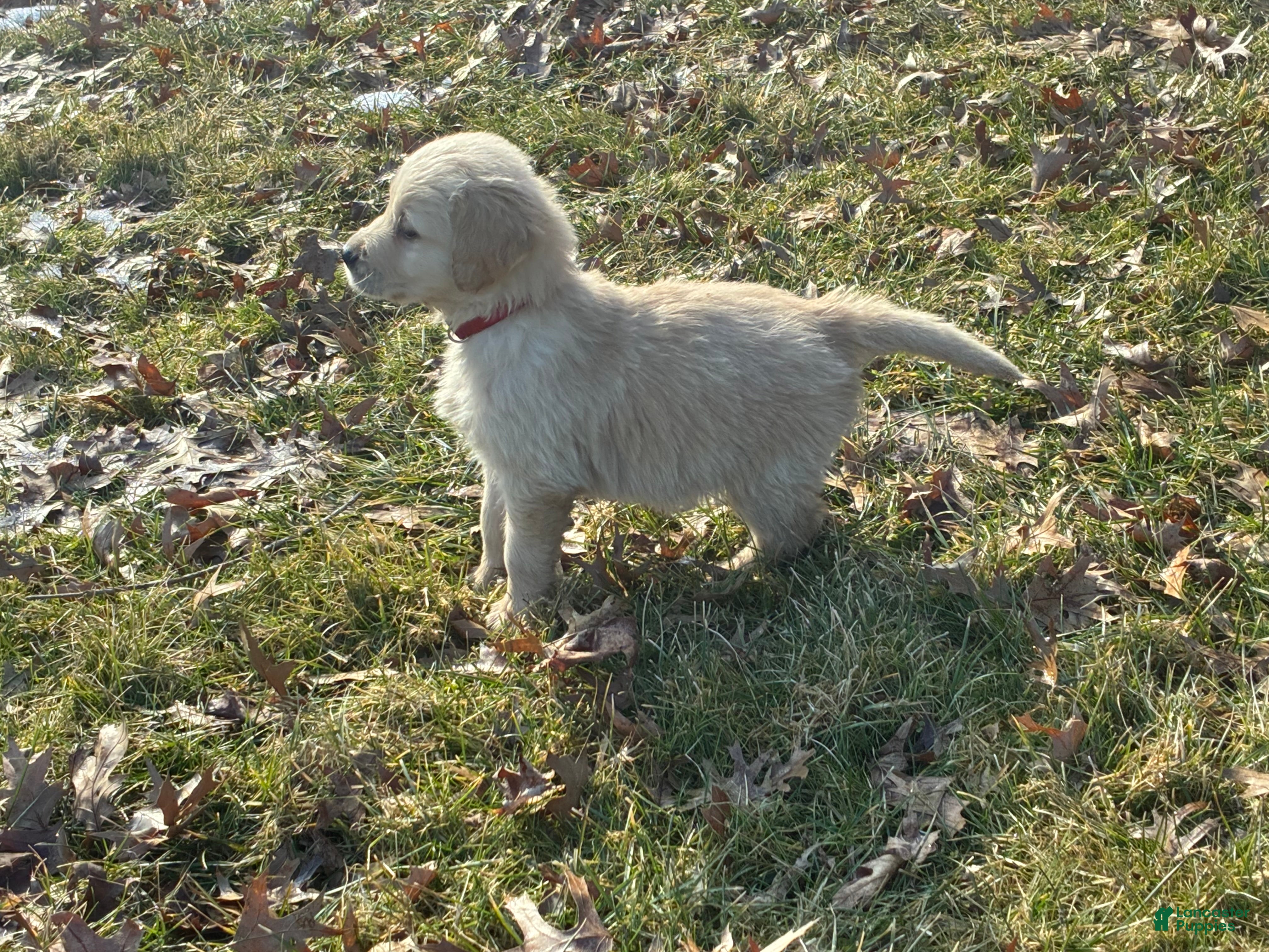 Golden Retriever dogs Axel - Ad 1