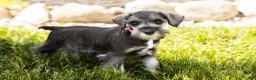 Miniature Schnauzer dogs for sale: Susie - Ad 5