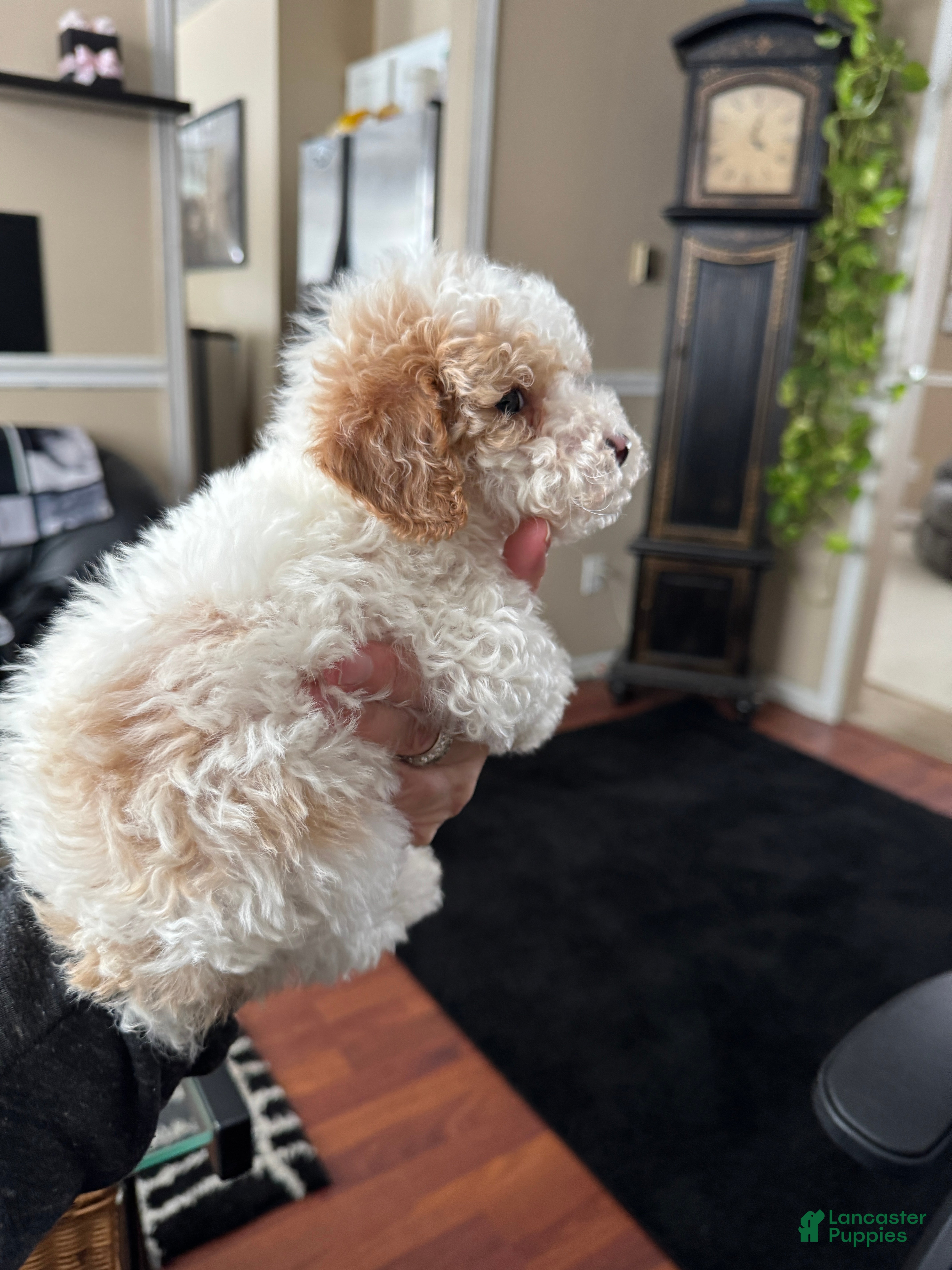 Mixed Breed dogs Biscuit - Ad 2