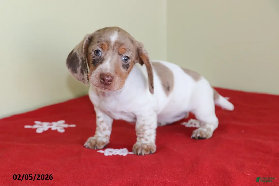 Miniature Dachshund dogs for sale: Bella   - Ad 5