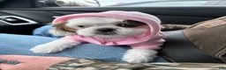 Shih Tzu dogs for sale: Shih Tzu Puppy 1 - Ad 5