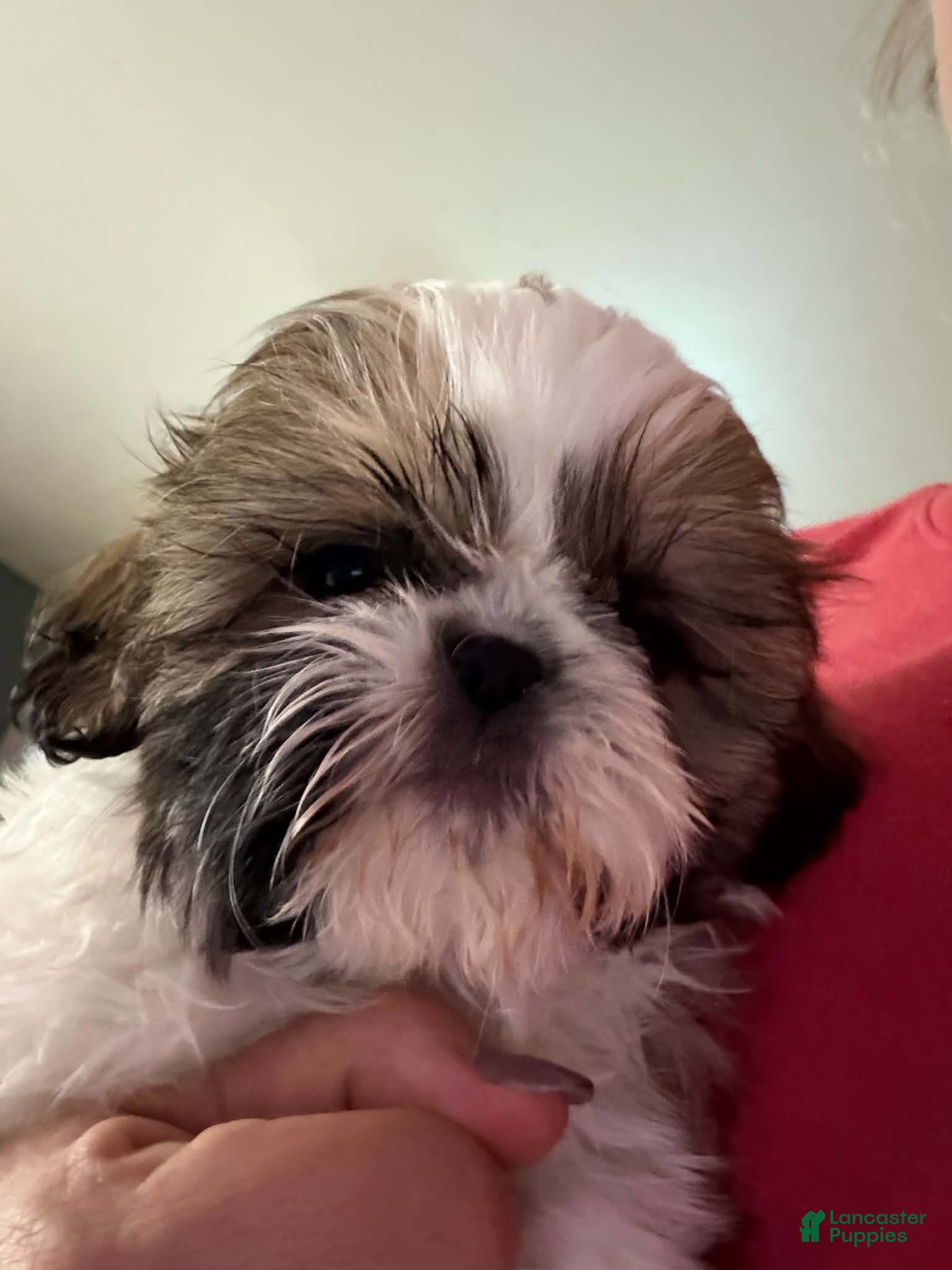 Shih Tzu dogs Jazzy - Ad 1