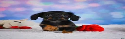 Miniature Dachshund dogs for sale: Winston - Ad 3