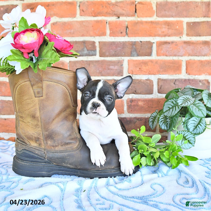 Boston Terrier dogs Mercida - Ad 1