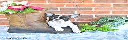Boston Terrier dogs for sale: Mercida - Ad 1