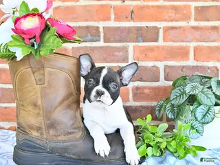 Boston Terrier dogs for sale: Mercida - Ad 2