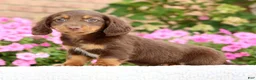 Miniature Dachshund dogs for sale: Dominic - Ad 4