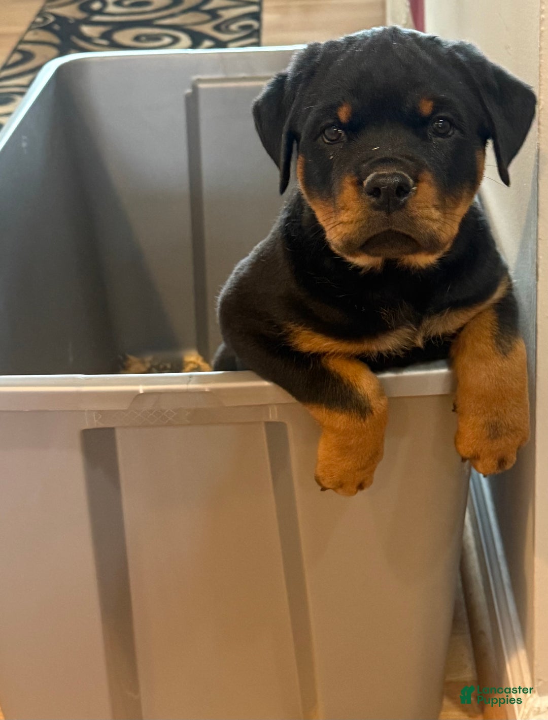 Rottweiler dogs for sale: Rottweiler Puppy 1 - Ad 1