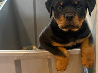 Rottweiler dogs Rottweiler Puppy 1 - Ad 19
