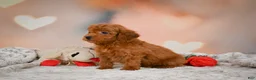 Toy Poodle dogs for sale: Chip - Ad 4