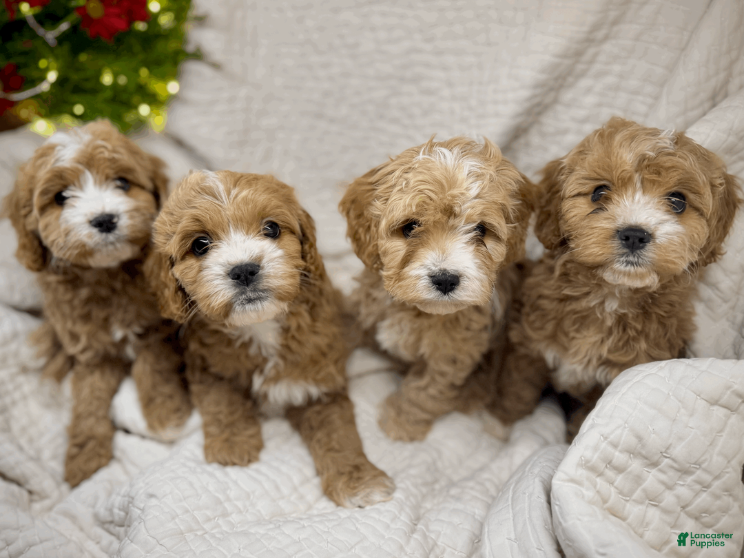 Cavapoo dogs for sale: Cavapoo Puppy 2 - Ad 3