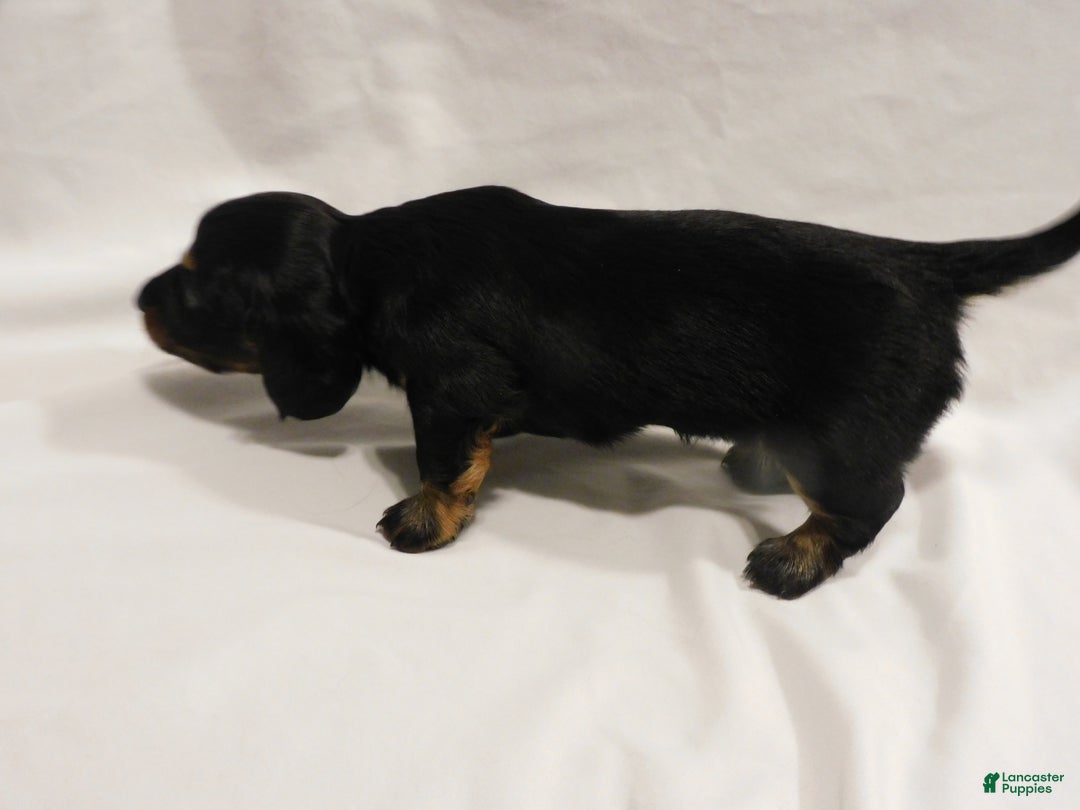 Miniature Dachshund dogs for sale: LMA's ChampionDoxie Sting's Roxanne - Ad 3