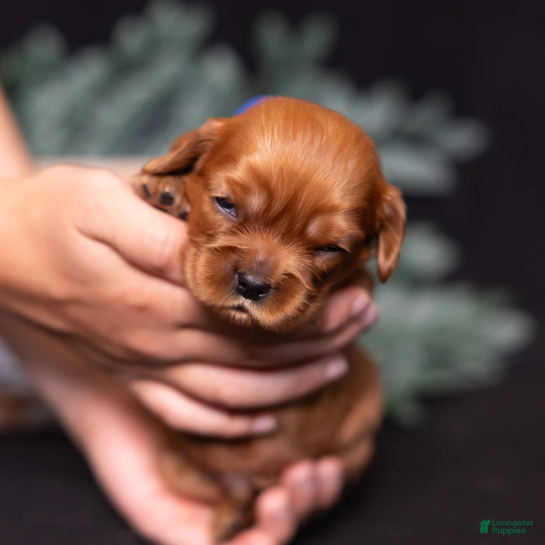 Cavalier King Charles Spaniel dogs for sale: Neil - Ad 2