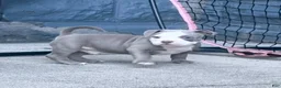 American Bully dogs for sale: American Bully 3 - Ad 2