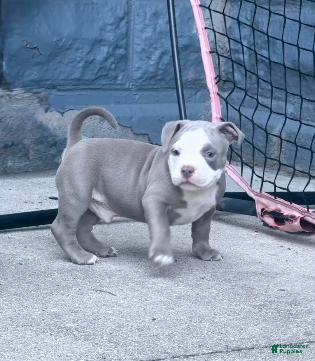 American Bully dogs for sale: American Bully 3 - Ad 2